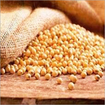 Soybean