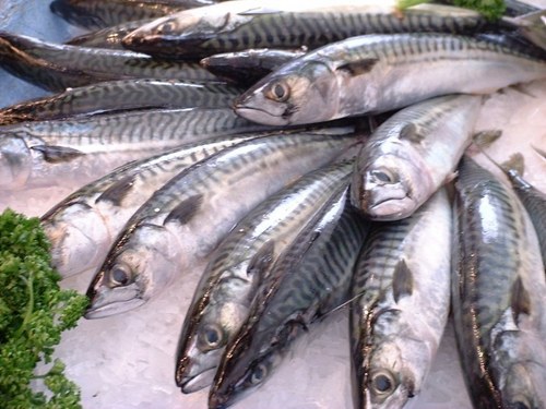fresh fish