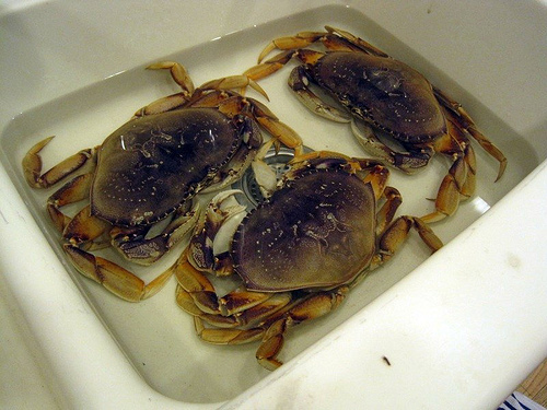 crab