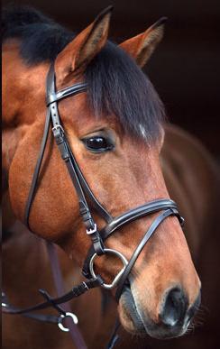 Saddlery & Harness Goods