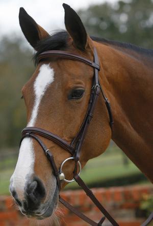 Square Raised and Padded Leather Bridle