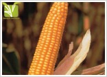 Hybrid Maize Seed