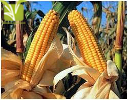 Hybrid Maize Seed