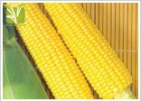 Sweet Corn (Meethi Makki) Seed