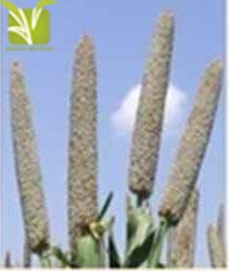 Hybrid Pearl Millet(Bajra) seed