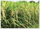 Hybrid Rice Seed