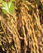 Hybrid Rice Seed
