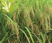 Hybrid Rice Seed