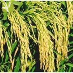 Hybrid Rice Seed