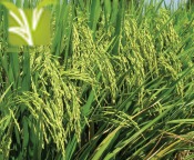 Hybrid Rice Seed