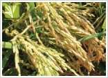 Improved  Rice Seed