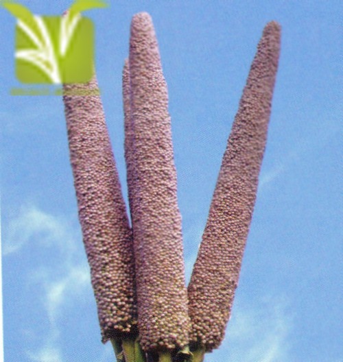 Hybrid Pearl Millet(Bajra) seed