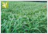 Sorghum Sudan Grass Hybrid Seeds
