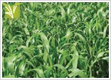 Sorghum Sudan Grass Hybrid Seeds
