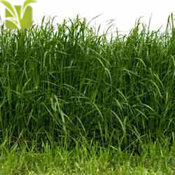 Sorghum Sudan Grass Hybrid Seeds