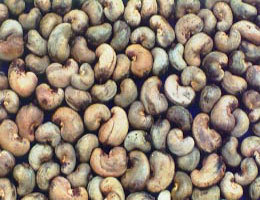 Raw Cashew nuts