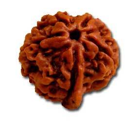 Rudraksha