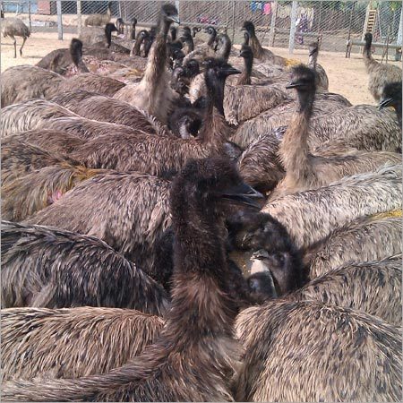 Emu Birds