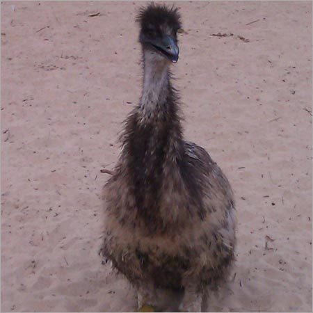 Poultry Emu Bird 