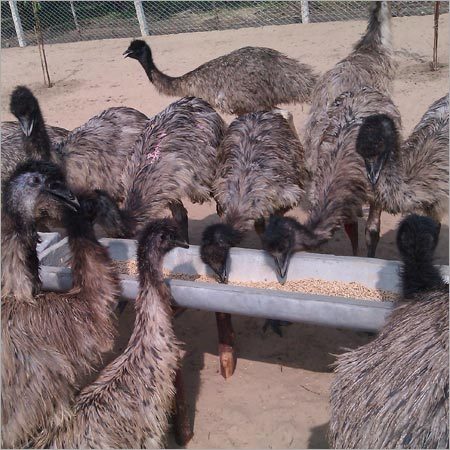 Healthy Emu Birds