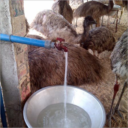 Adult Emu Birds