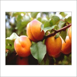 Apricots