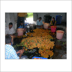 Apricots