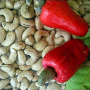 Cashew