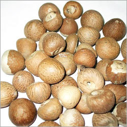 Betel Nut