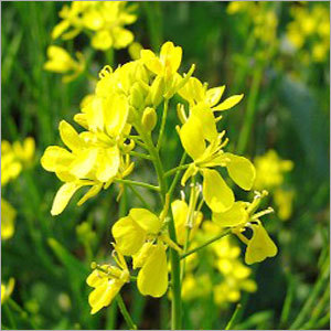 Mustard Seed Meal