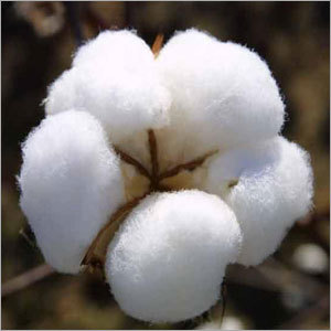 Raw Cotton