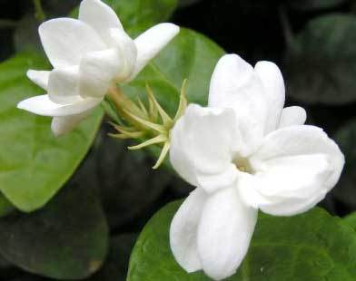 Jasmine Flower