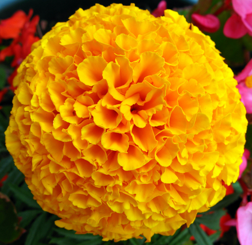 Marigold - 12 Inches Height, Orange, Double Petal | Vibrant Color, Easy Growth, Attracts Pollinators, Low Maintenance