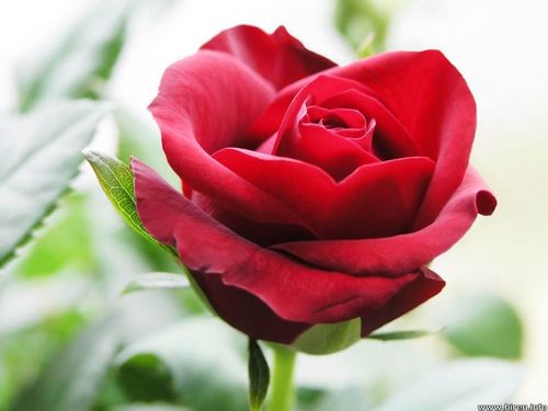 Rose - Red Color Variable Stem Length | Beautiful Fragrant Romantic Elegant Long Lasting Intense Fragrance