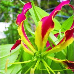 Medicinal Plants powder