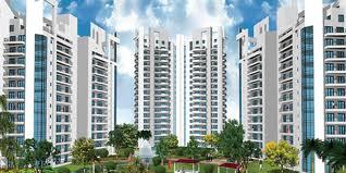Real Estate Developer
