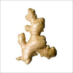 Ginger