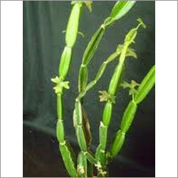Cissus