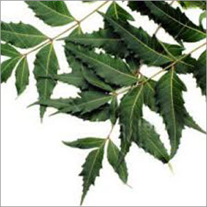 Neem