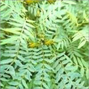 Senna - Leaves, Heavy Metals: Less than 10ppm, Moisture: <10% | High Purity, GMP Certified, Sustainable Harvest, Quality Assured, Effective Laxative