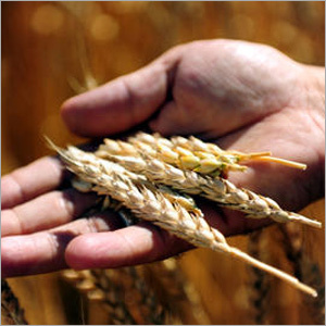 Wheat