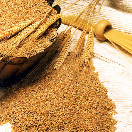 Wheat