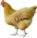 Poultry Feed Supplements