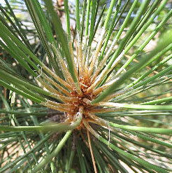 Cedarwood Himalayan Oil