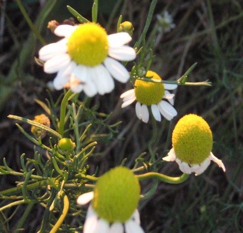 Chamomile ( Roman ) Essential Oil