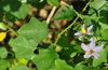 Purple-Fruited Pea Eggplant