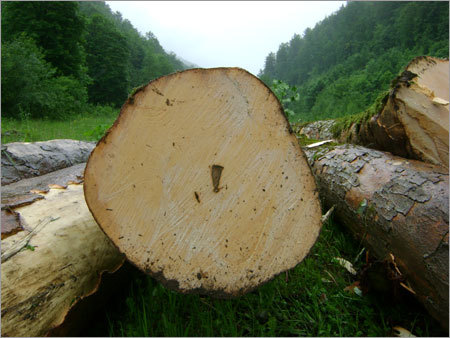 Round Logs