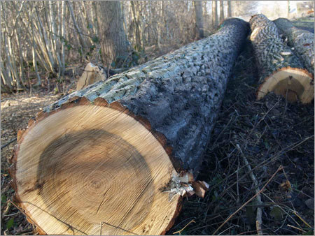 Round Logs