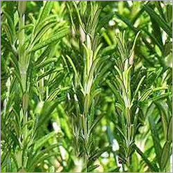 Rosemary Essential Oil By SHIV SALES CORPORATION