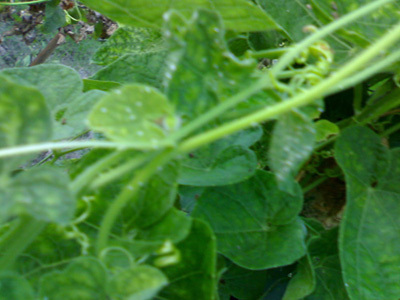 Pointed Gourd